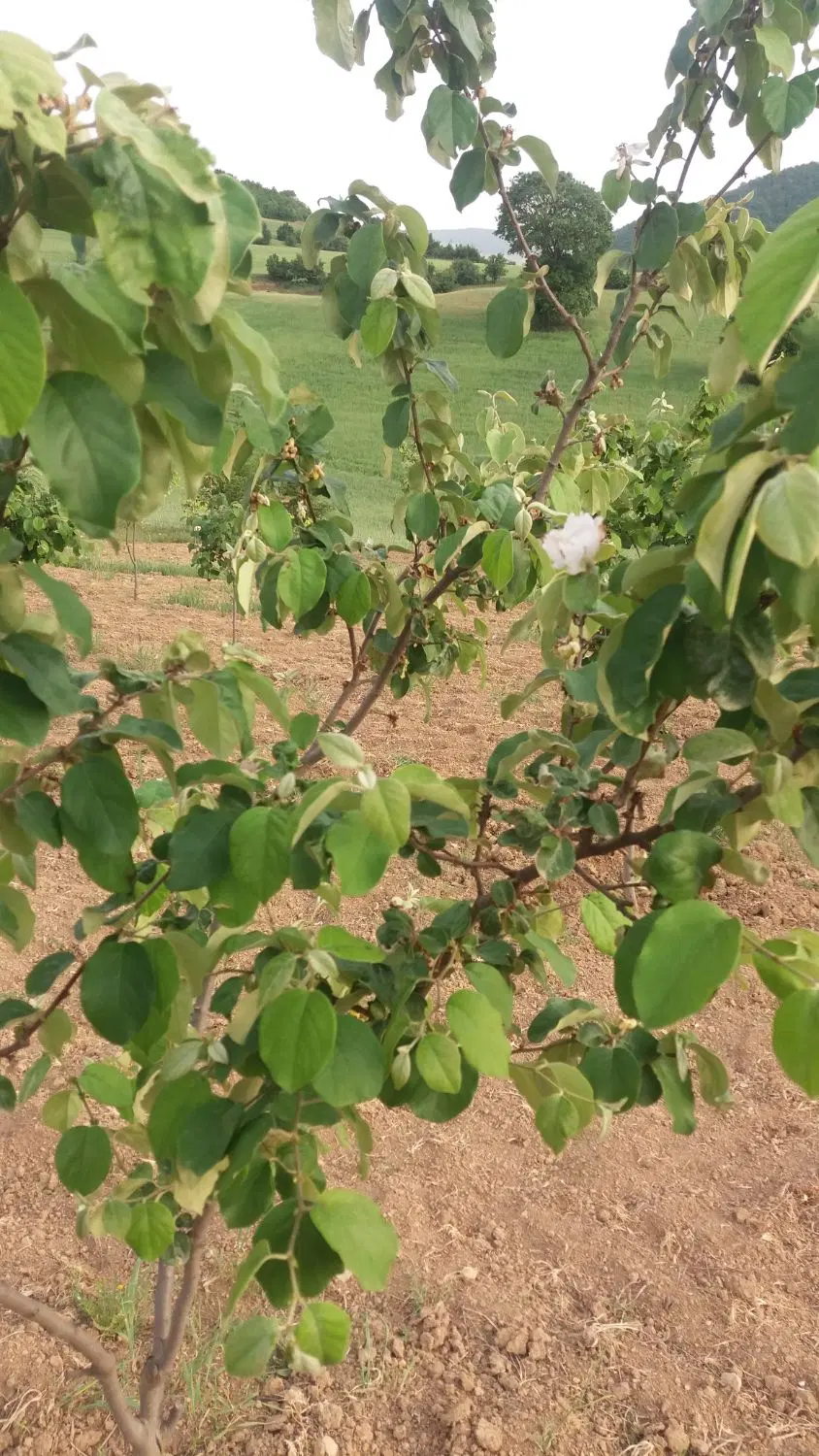 زمین چسبیده به بافت هزار جریب روستای کفترکار