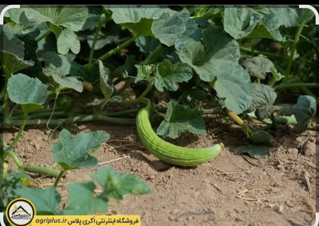 اجاره یک هکتار خیار دیم