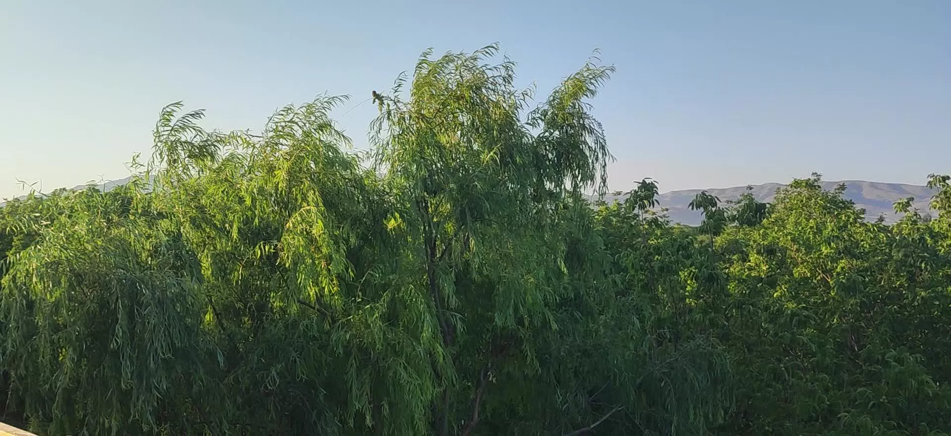باغ رویایی و کم‌نظیر در جاده تفریحی دهبوره