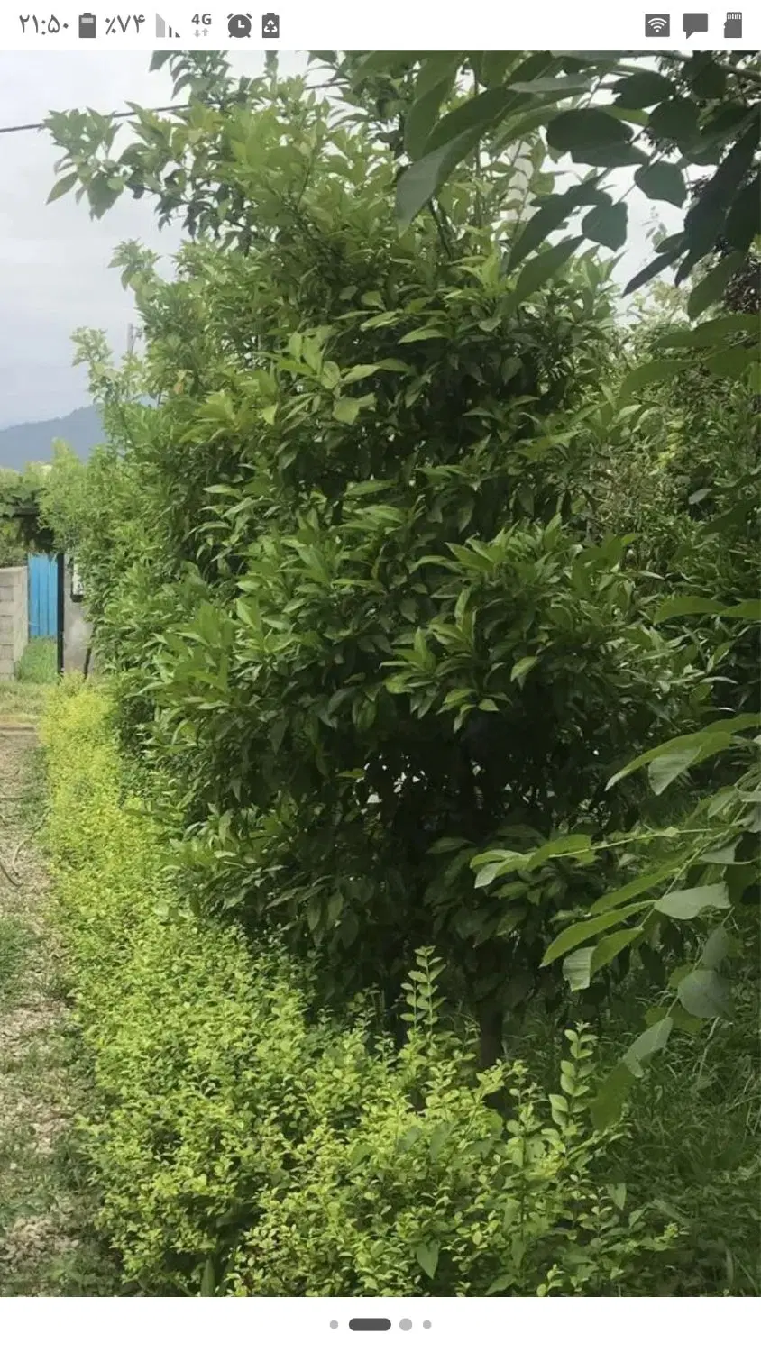 باغچه ۴۳۰متری