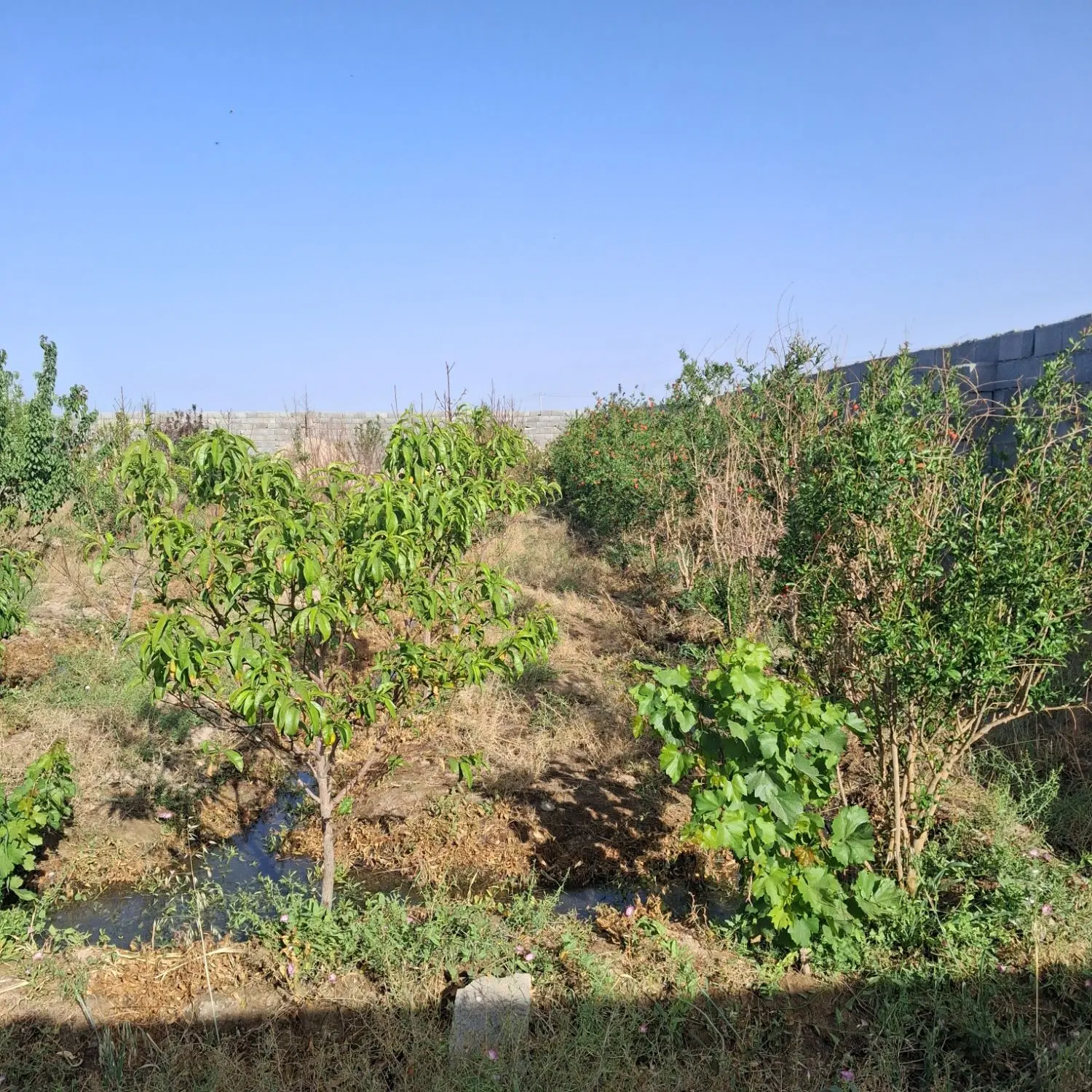 باغ  تیمیارت