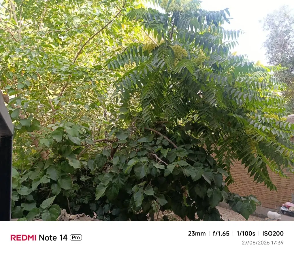 فروش باغ پسته ای