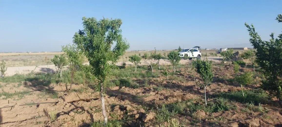 زمین کشاورزی