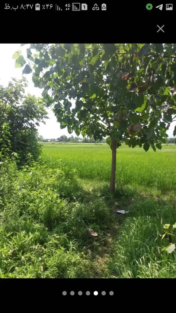 شالیزار، باغ، خانه