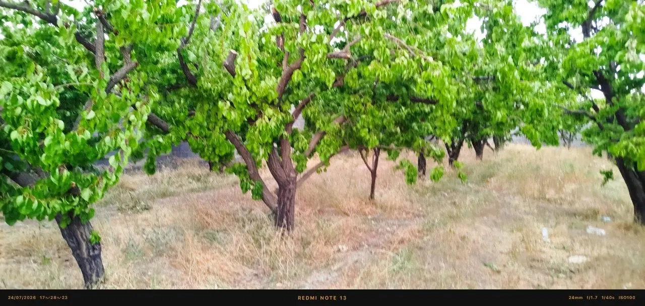 زمین باغی