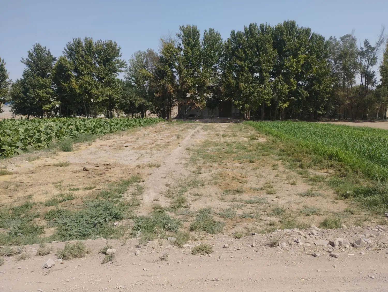 زمین کشاورزی