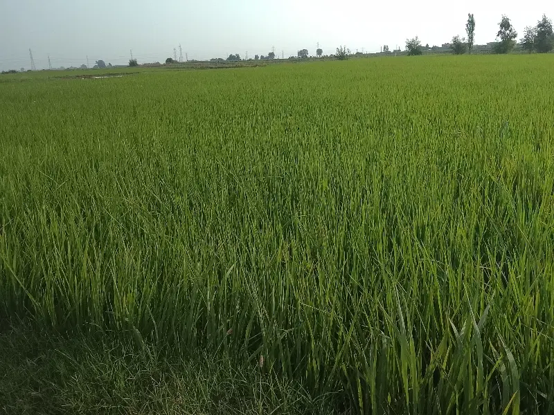 اجاره زمین کشاورزی