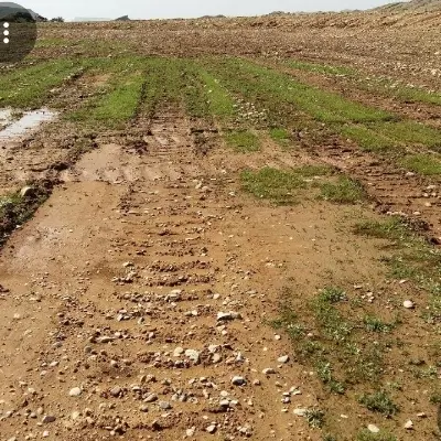 ۱۰۰۰۰ هزار متر زمین کشاورزی نظر اباد نزدیک شهر