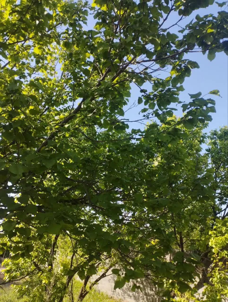 باغ
