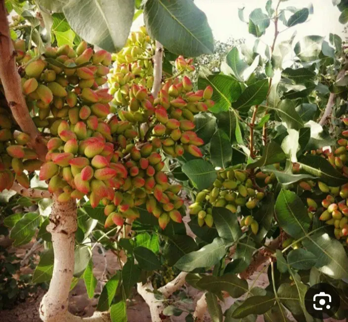 فروش زمین کشاورزی پسته