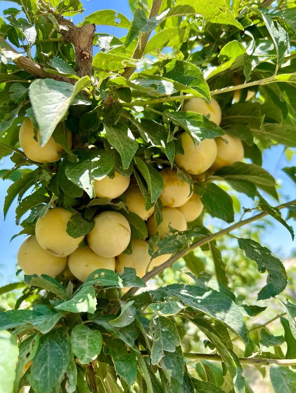باغچه باغ میوه شهریار