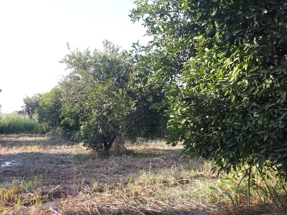 فروش باغ برای سرمایه‌گذاری