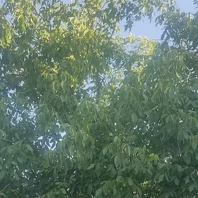 باغ گردو