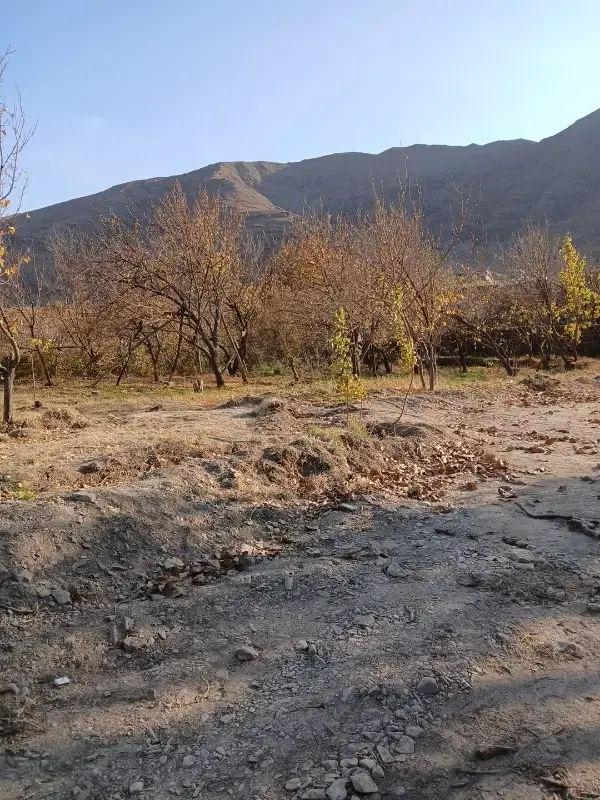 باغ فروشی سیرچ