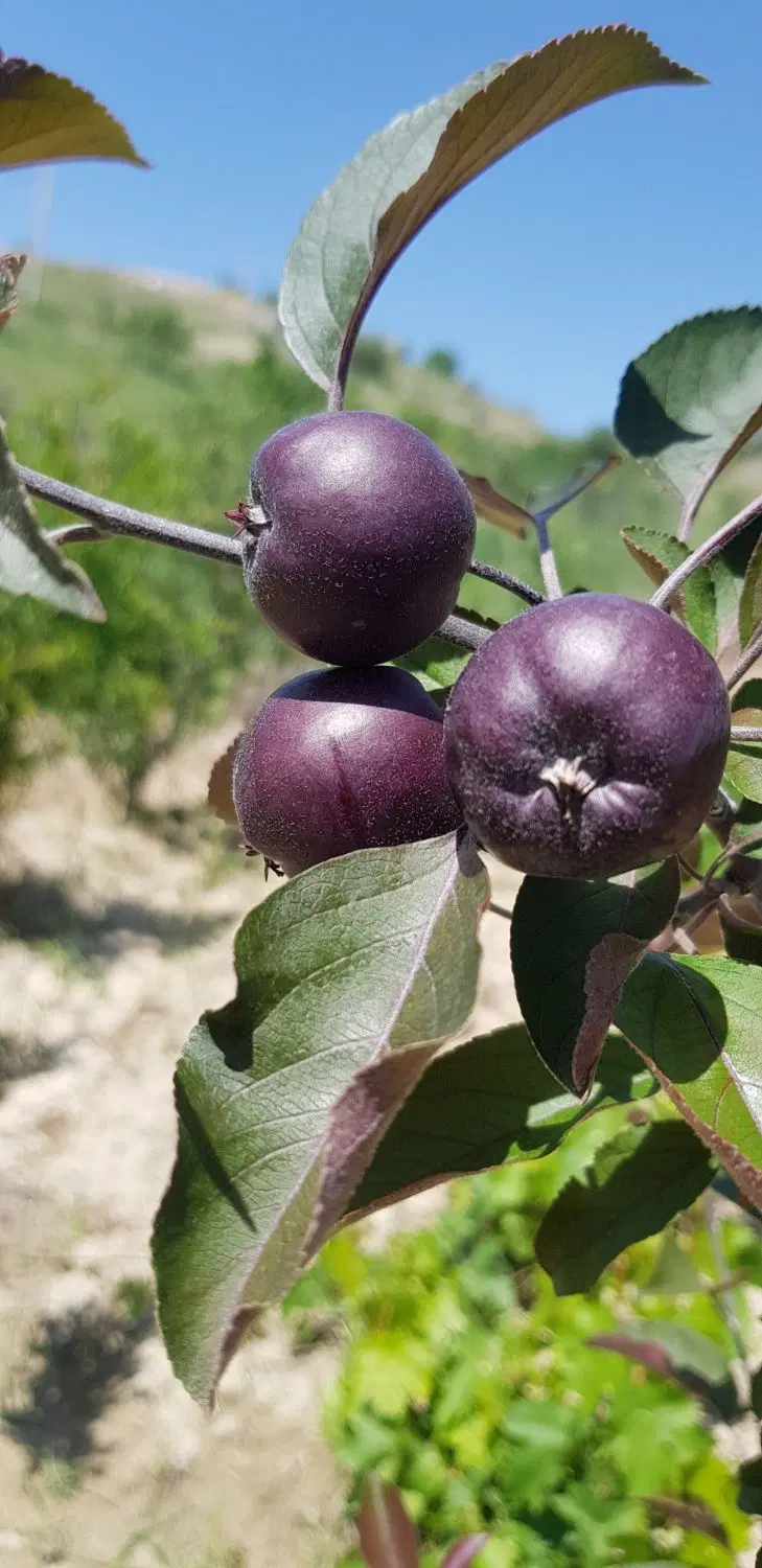 باغ ۱۴۰۰ متر سند دار ۷۰۰ میلیون نقد مابقی اقساطی