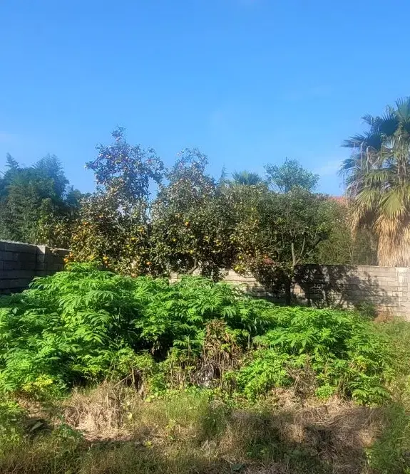 زمین کوهپایه نمک آبرود