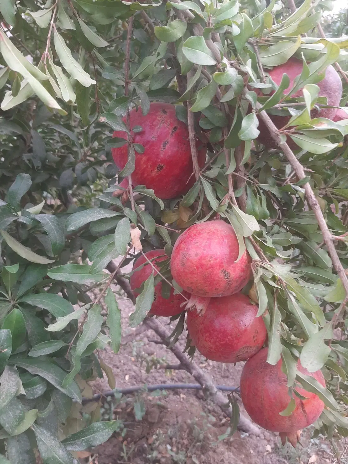 باغچه ۱۵۰۰ متر با کنتور اب و برق مصرفی