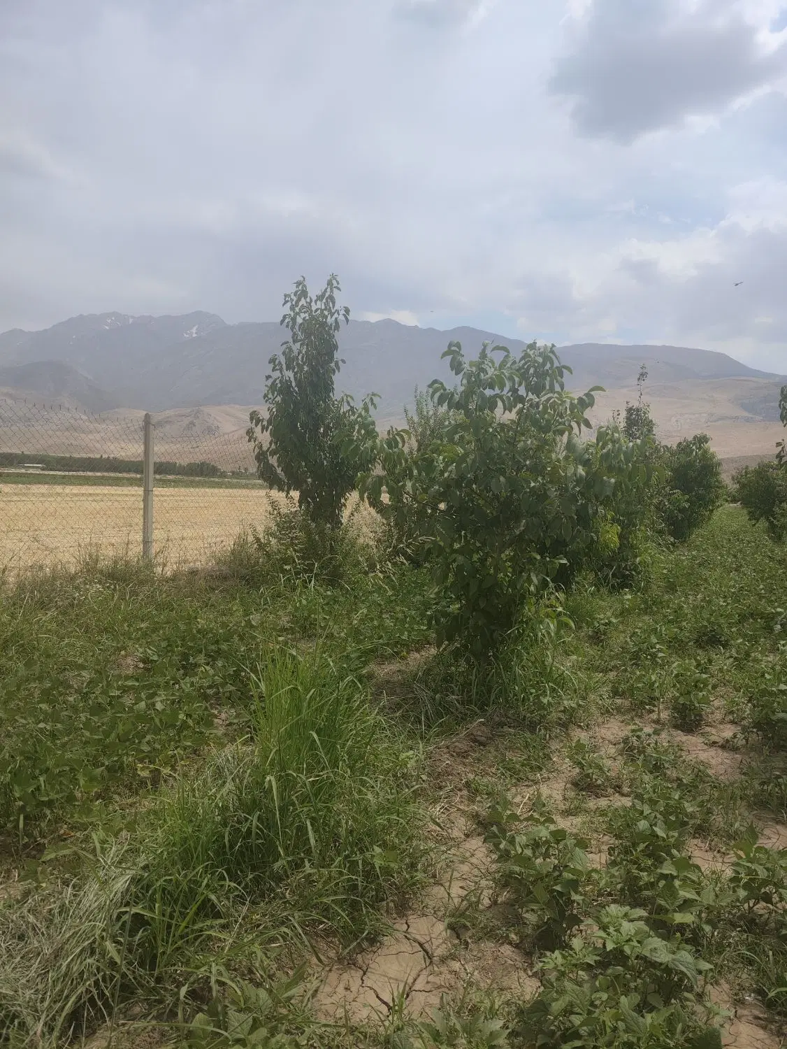 باغ 5ساله روبرو کلکله