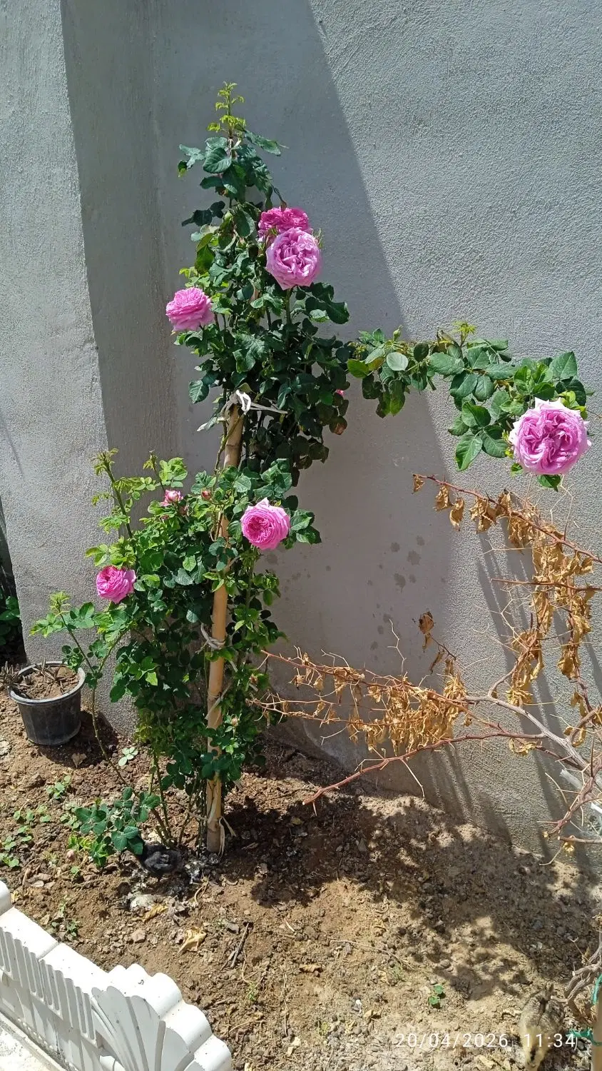باغچه ۴۰۰متری