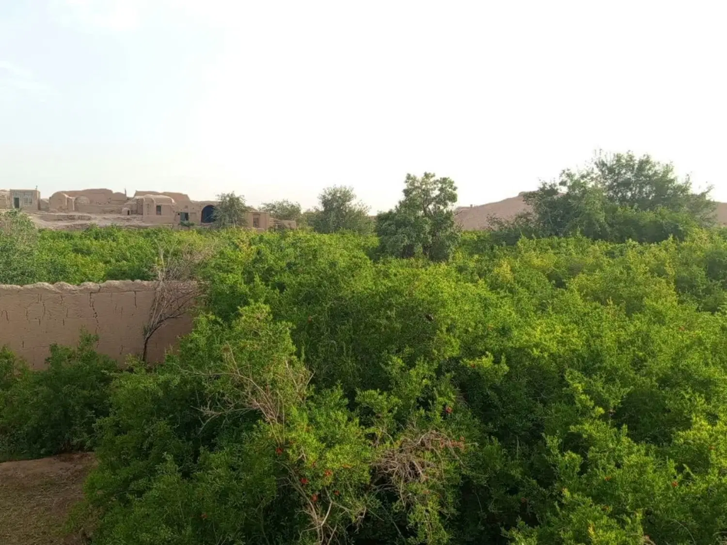 زمین