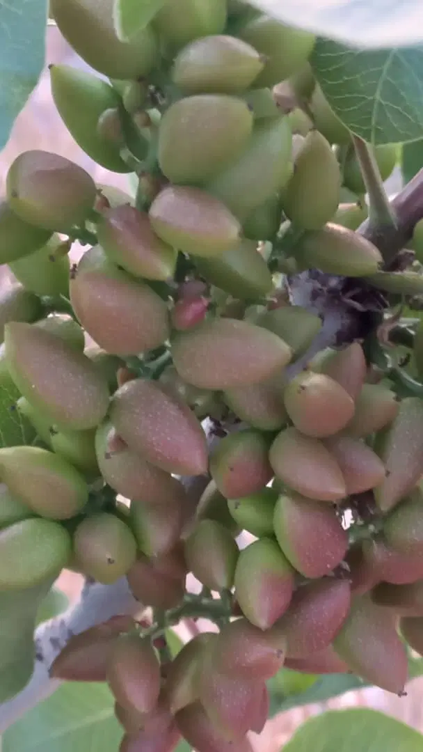 مزرعه پرورش دام و طیور به همراه ۲هکتار باغ پسته