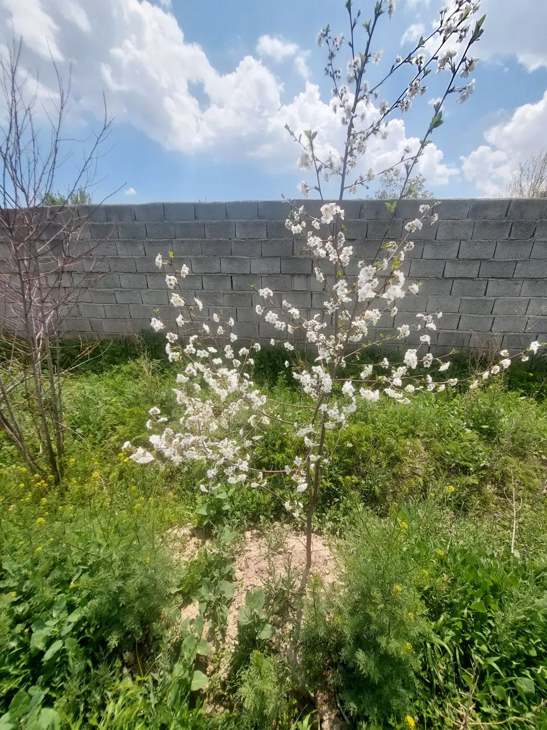 باغ حصار شده با بلوک ۱۰۰۰متر
