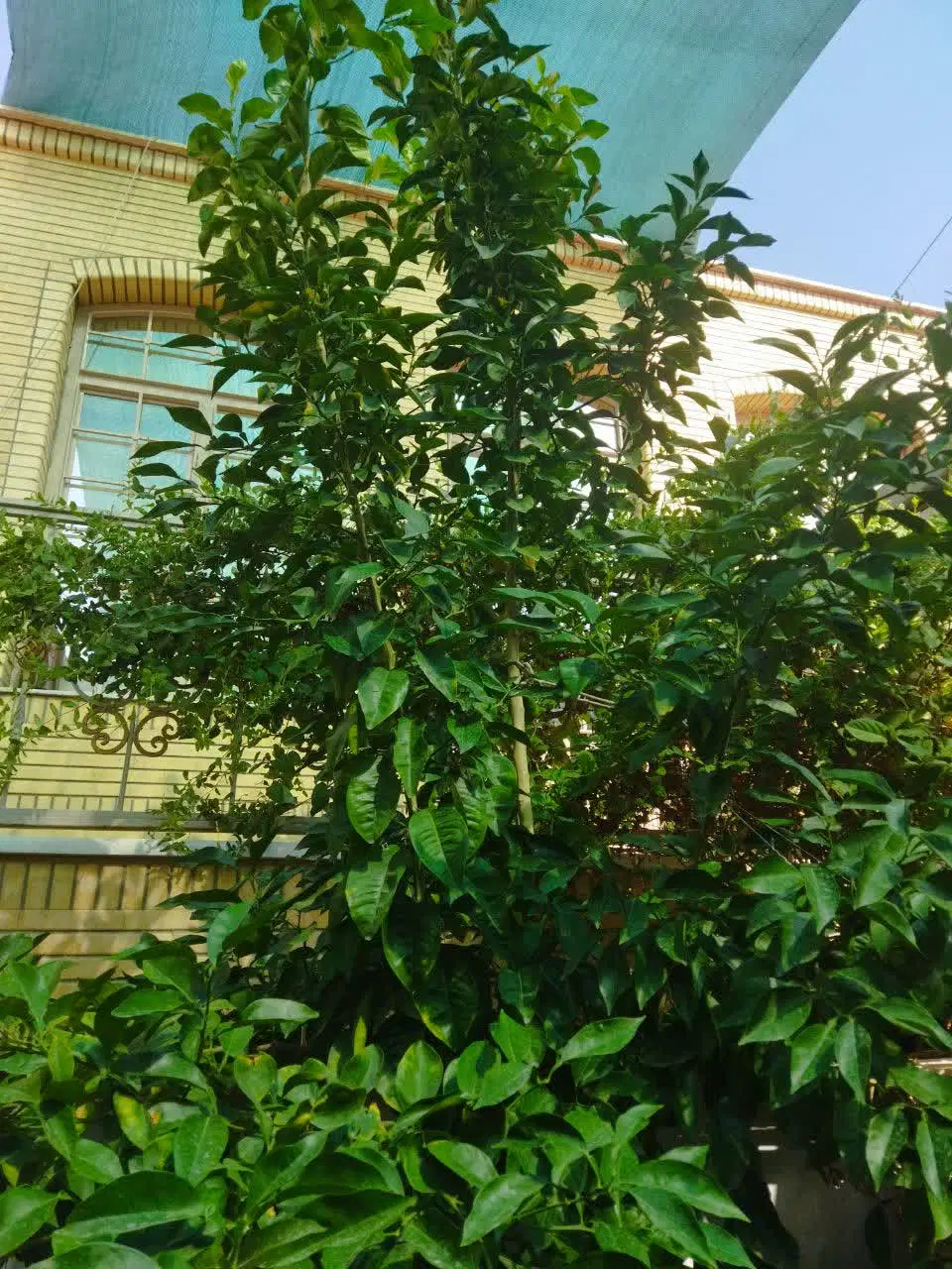 بلوار ساحلی میدان رسالت