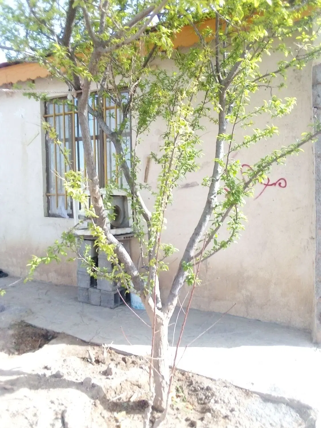 خونه باغ فروشی