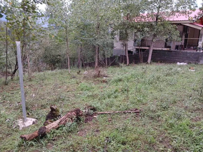 زمین جنگلی