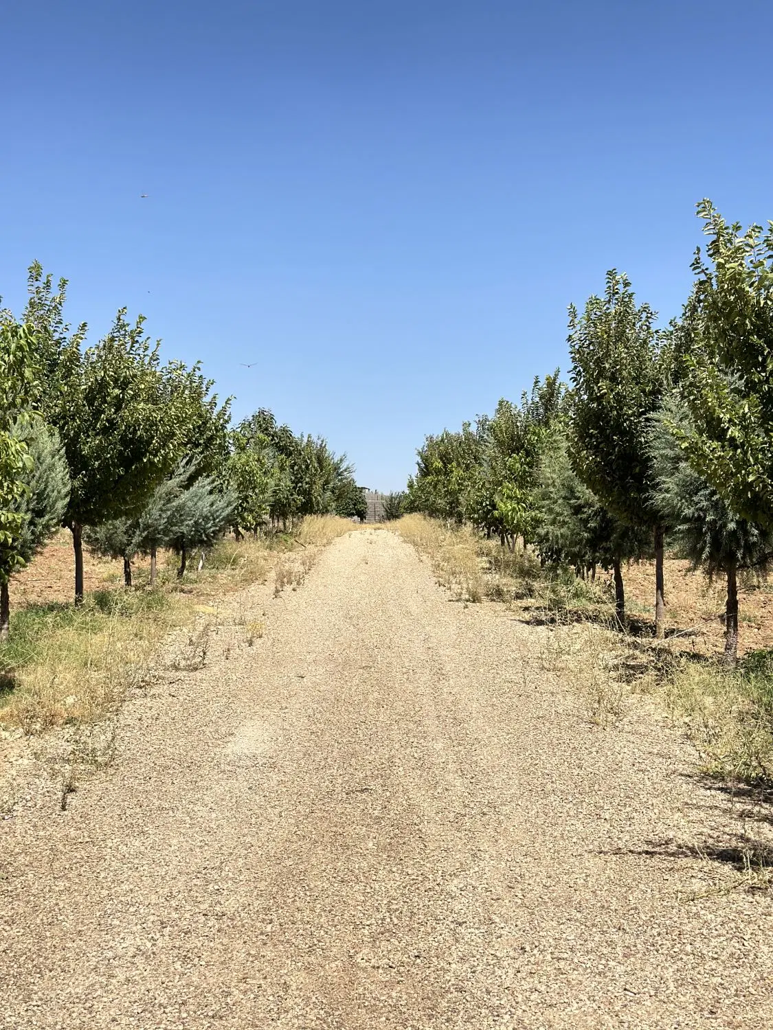 فروش باغ و باغچه روستای کودیان