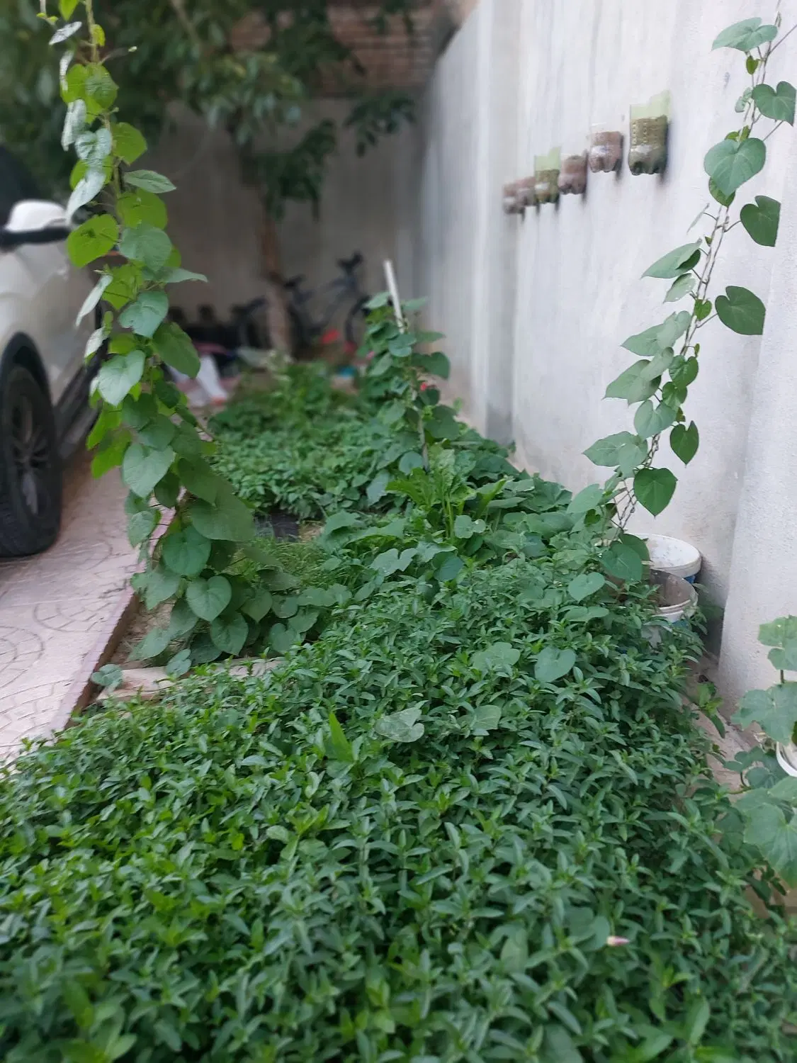 اجاره ساختمان  دربست مسکونی