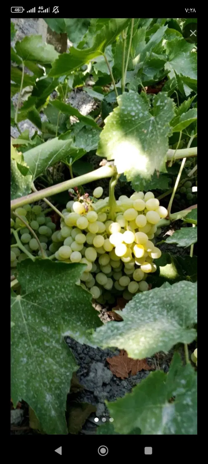 باغ انگور پنجاه ساله خوشقواره روستای سیمین زاغه