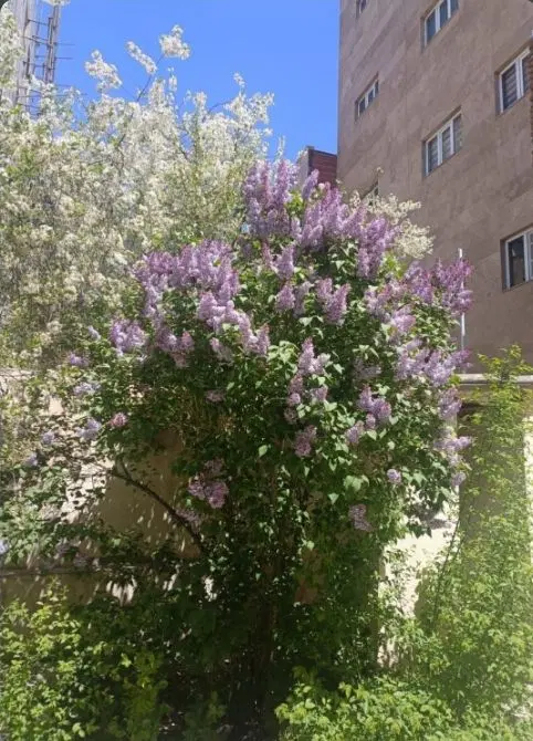 اجاره واحد ۱۲۰ متری شیک و لوکس طبقه دوم