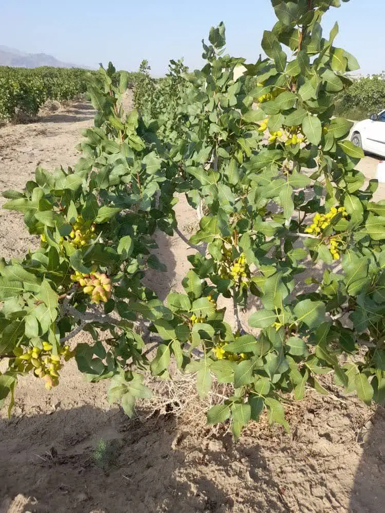 باغ پسته ای نعیم اباد2300زیرقیمت