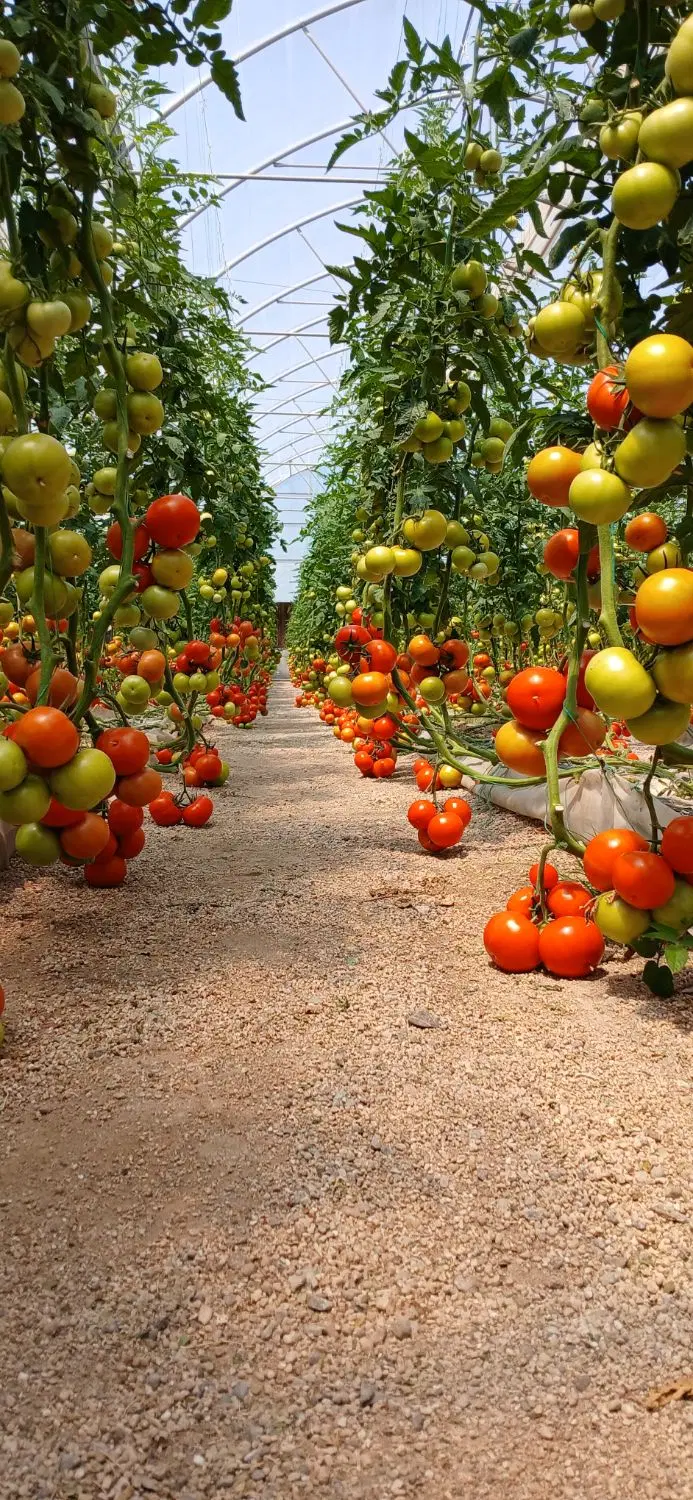 فروش گلخانه هیدروپونیک