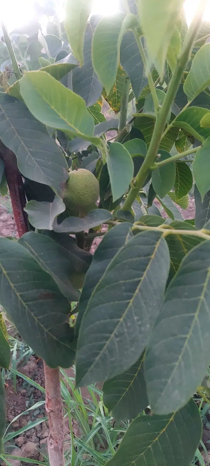 خانه باغی ۱۰۰۰متری بااستخر۴×۶