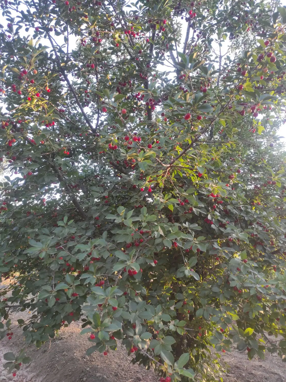 خانه باغ ویلا