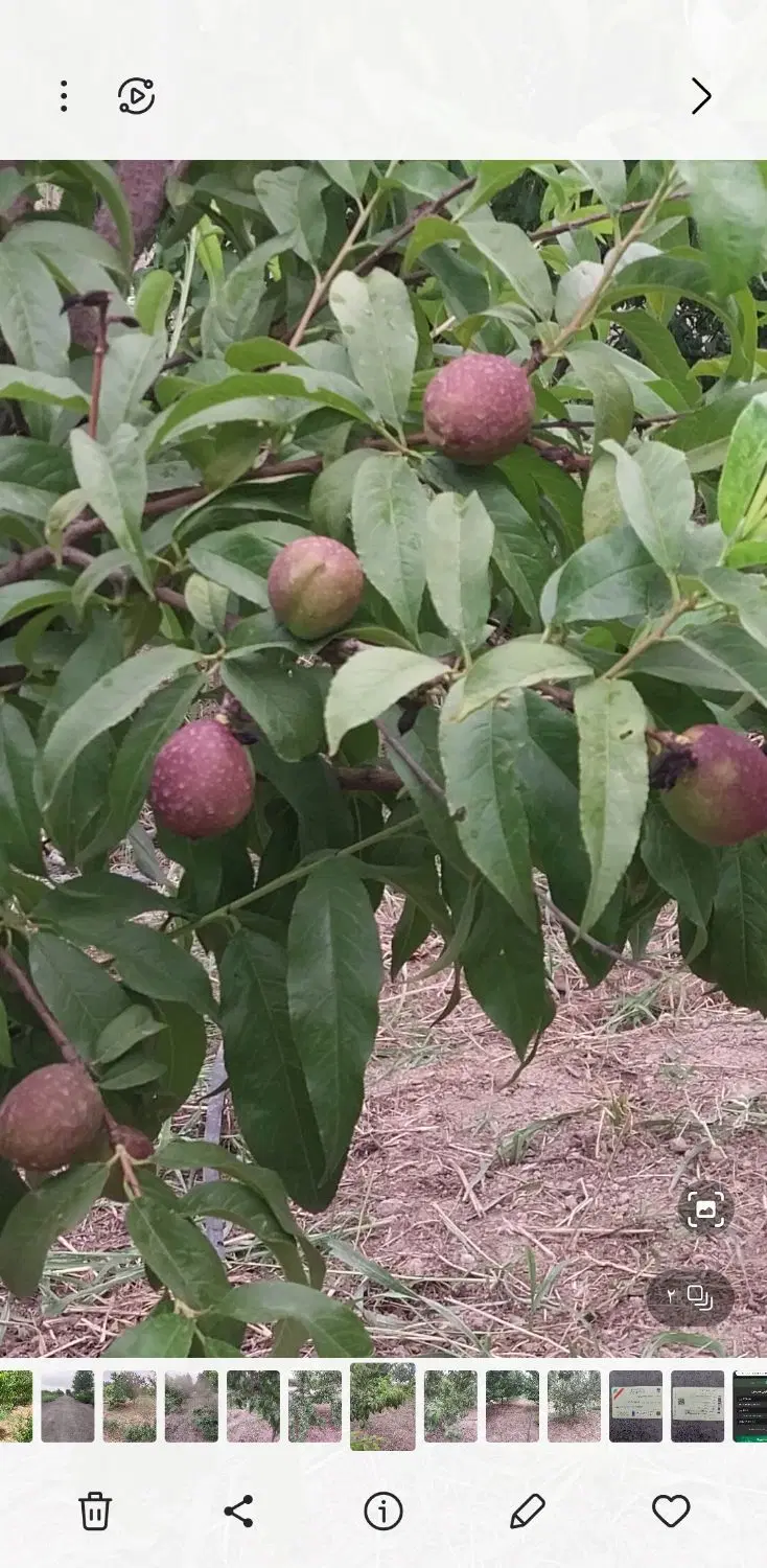 فروش باغچه