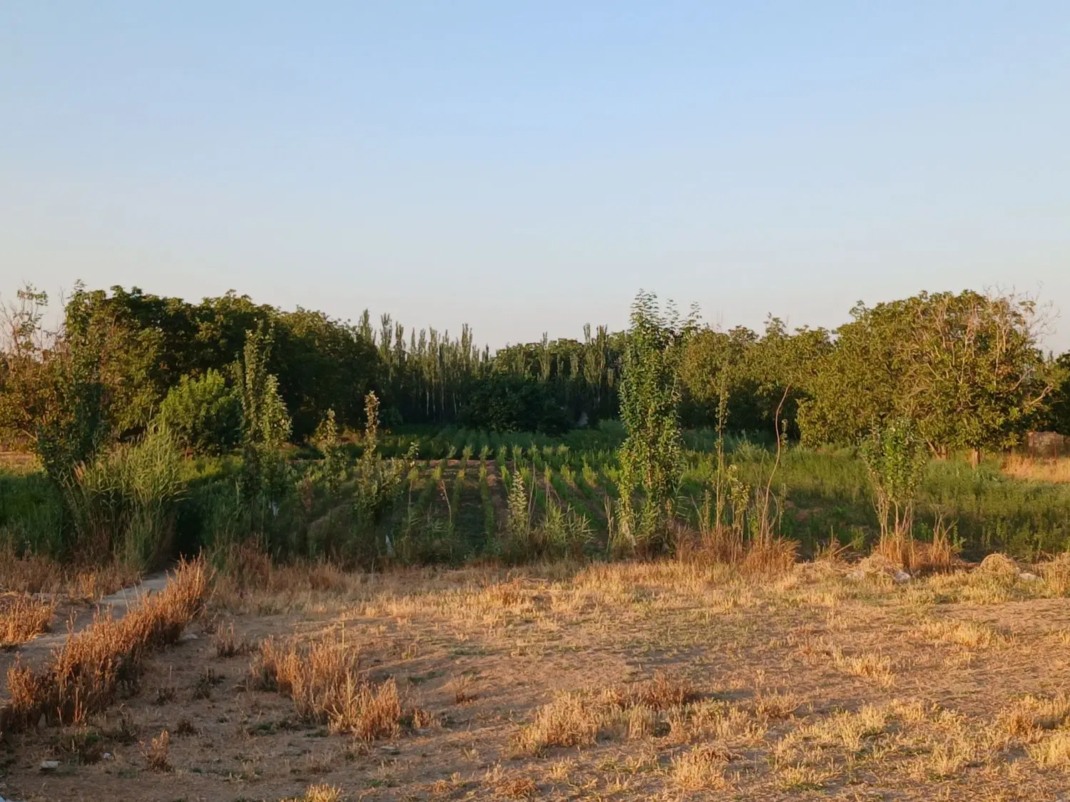 فروش زمین مزروعی