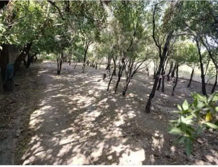 زمین کشاورزی در روستای طینوج