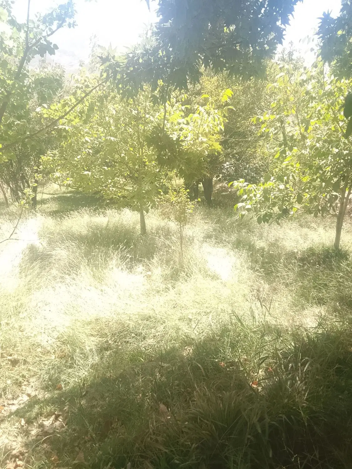 باغ تونل سیرچ