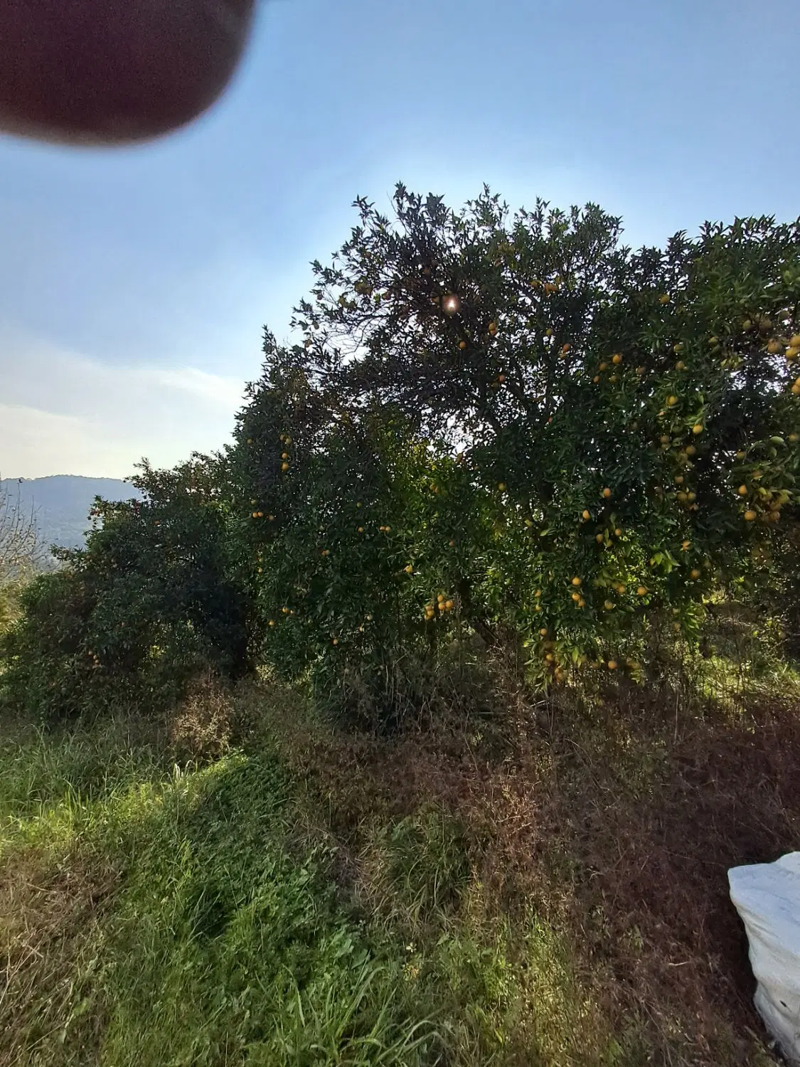 زمین ۴۹۹متری