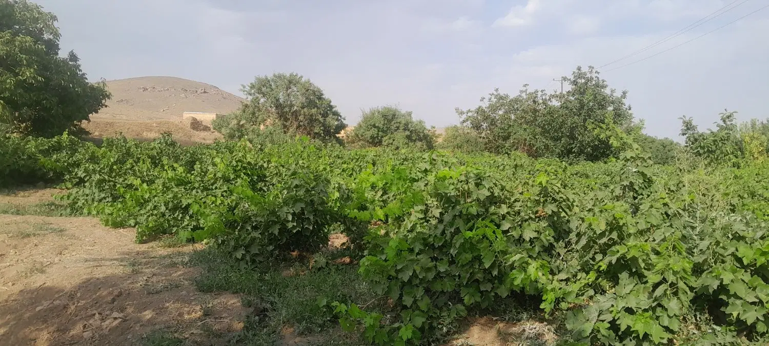 فروش باغ انگور
