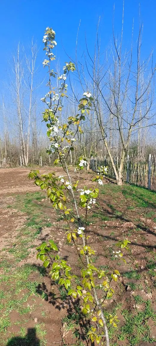 فروش زمین باغی