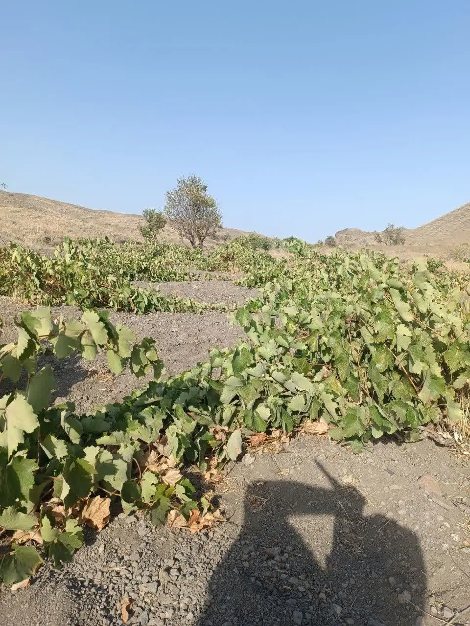 زمین دیم بادام و انگور بهترین مکان
