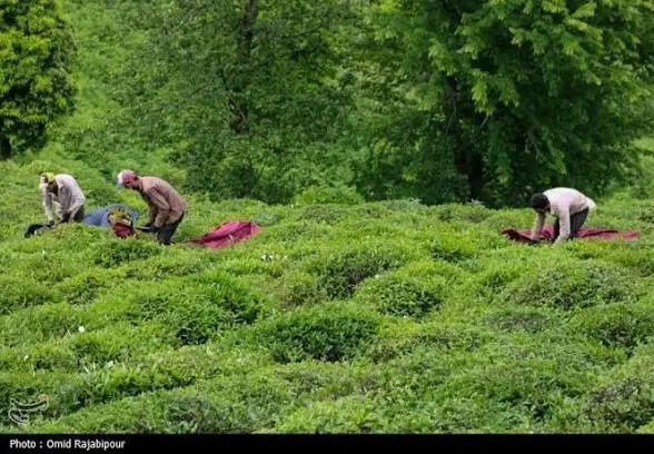 باغ چایی