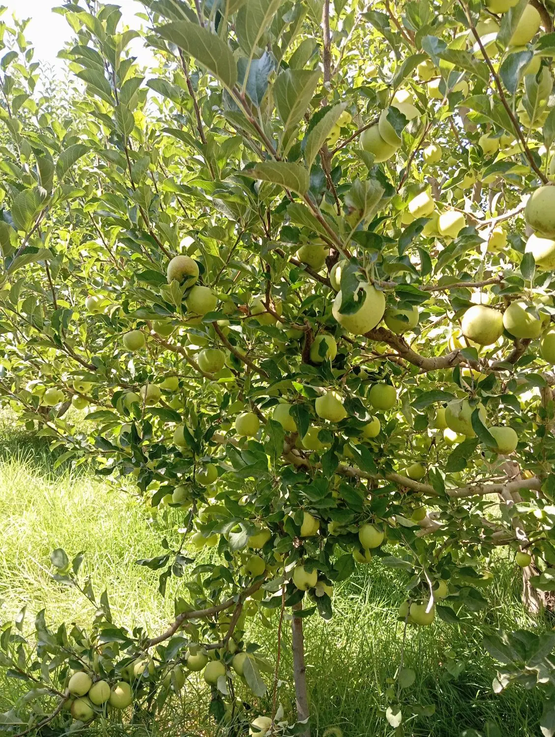 اجاره باغ سیب ارومیه