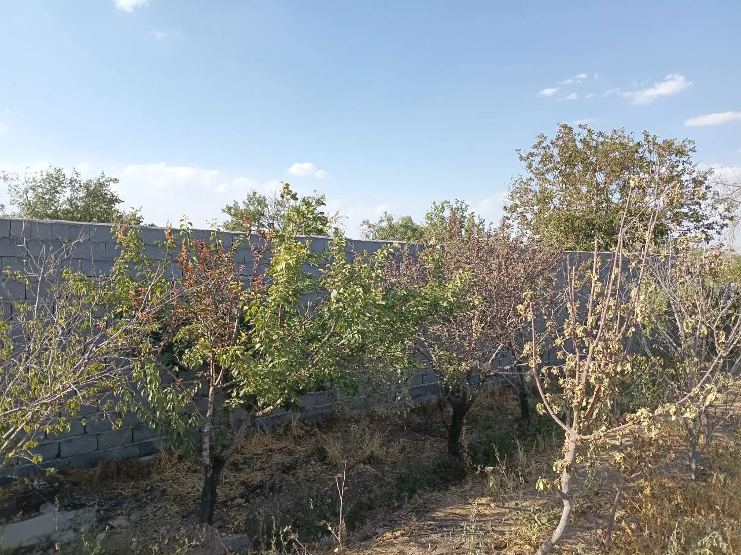 باغ انگور ودرخت مرزیجران قیمت استثنایی حراج حراج