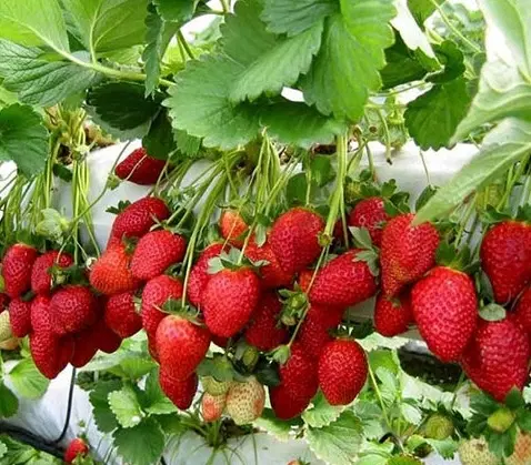 زمین مناسب گلخانه یا سالن قارچ یا مرغداری یا سوله