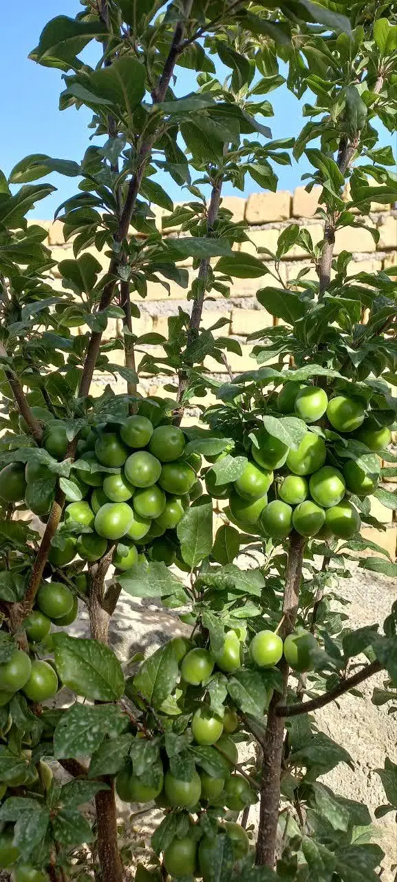 خونه باغ فروشی در روستای خوش آب و هوای قهرود